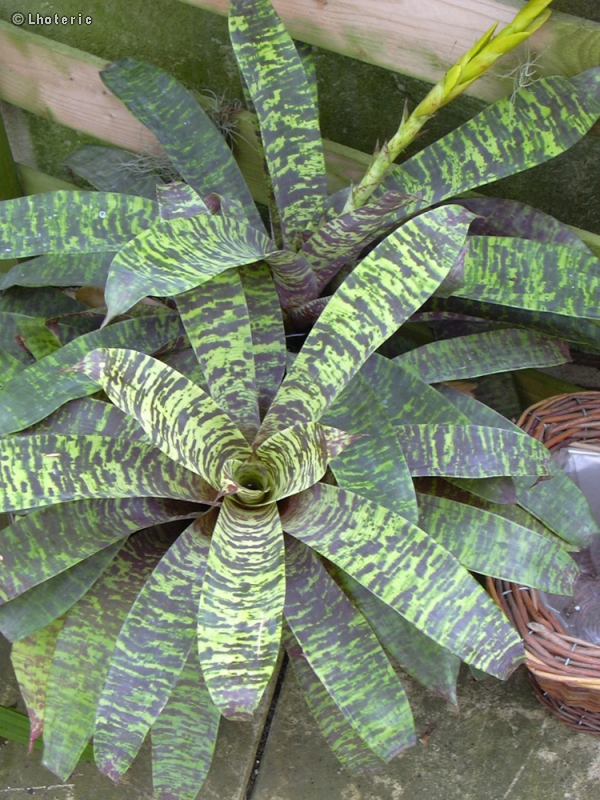  - Vriesea splendens Major - 