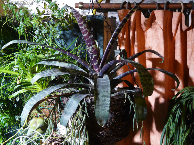 Bromeliaceae - Vriesea splendens Major - Vriéséa, Vriesia