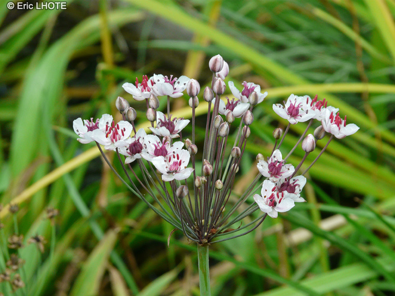  - Butomus umbellatus - 