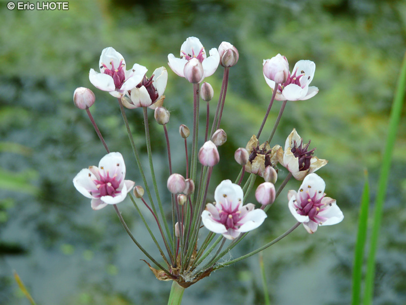 Butomaceae - Butomus umbellatus - Jonc fleuri, Jonc de rivi&egrave;re, Butome en ombelle