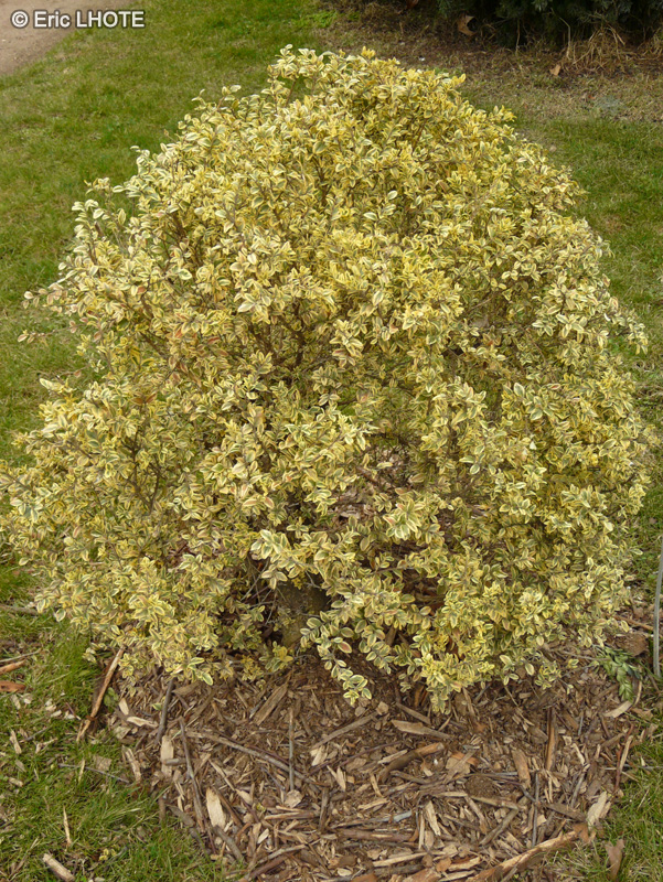Buxaceae - Buxus sempervirens Elegans - Buis commun panach&eacute;