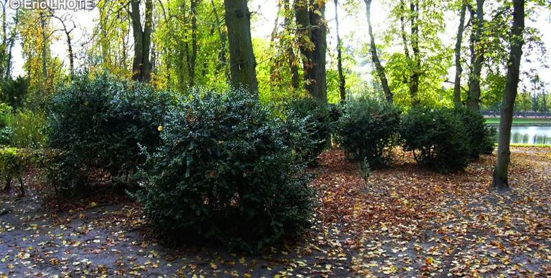  - Buxus sempervirens Rotundifolia - 