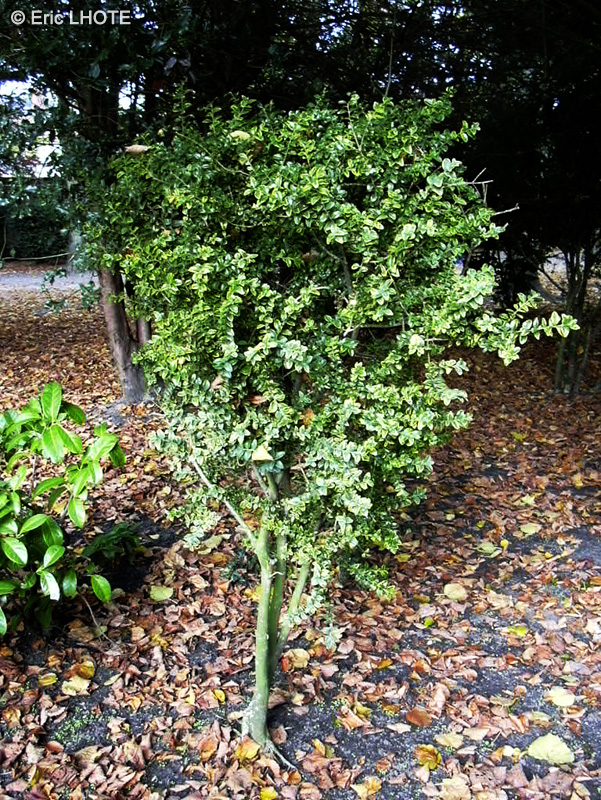  - Buxus sempervirens Rotundifolia - 