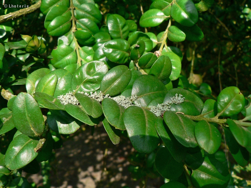  - Buxus sempervirens Rotundifolia - 