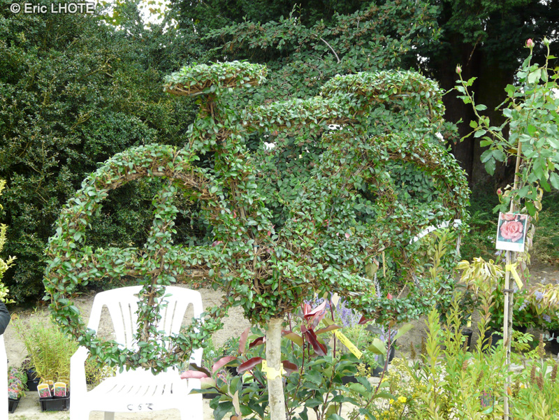  - Buxus sempervirens Suffruticosa - 