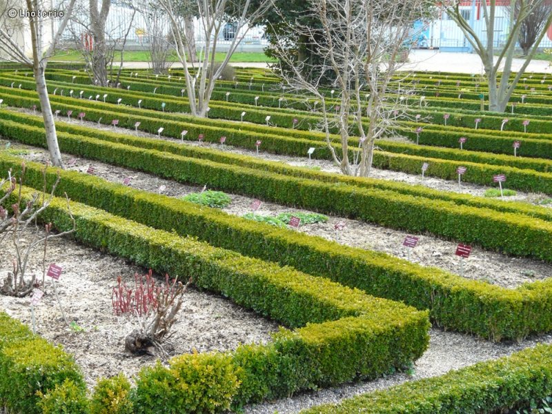 - Buxus sempervirens Suffruticosa - 