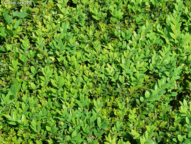 Buxaceae - Buxus sempervirens Suffruticosa - Buis commun