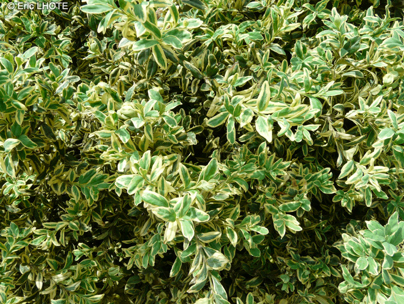  - Buxus sempervirens argenteovariegata - 