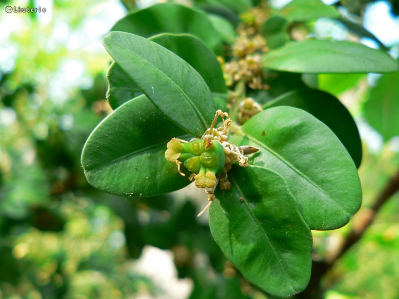  - Buxus sempervirens rotundifolia - 