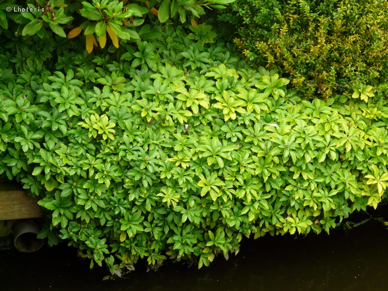Buxaceae - Pachysandra terminalis - Pachysandre du Japon