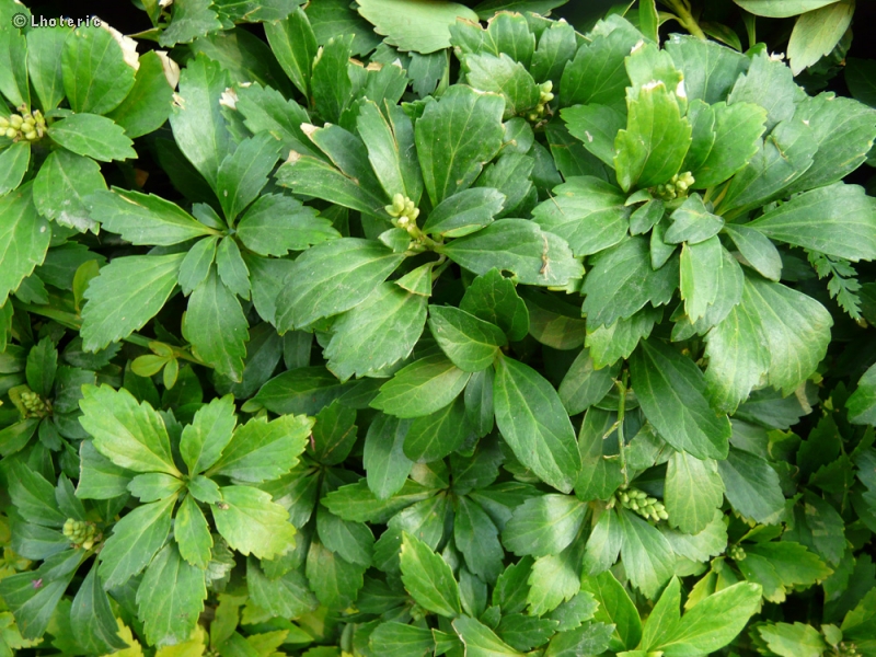  - Pachysandra terminalis - 