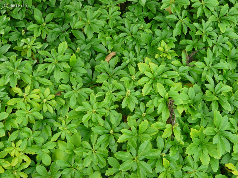  - Pachysandra terminalis - 