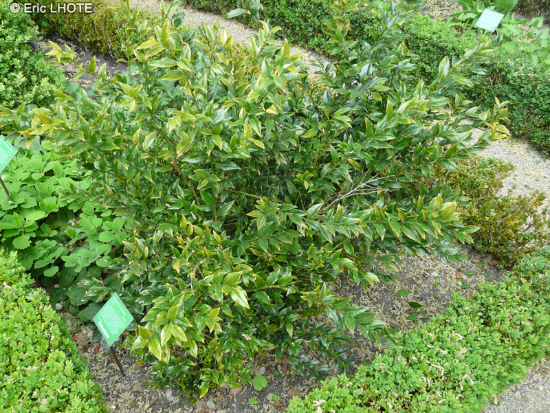 Buxaceae - Sarcococca confusa Sealy - Sarcocoque confus