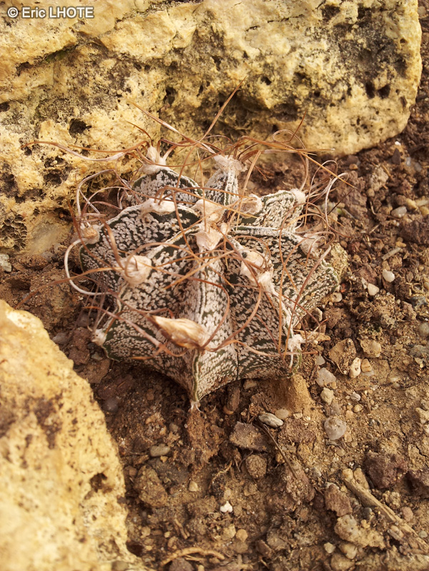 Cactaceae - Astrophytum capricorne - Astrophyte capricorne