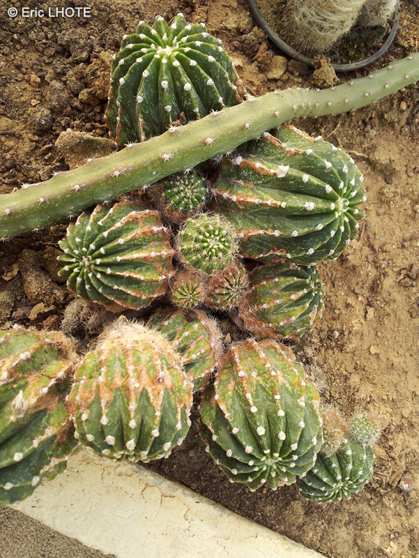  - Astrophytum ornatum - 