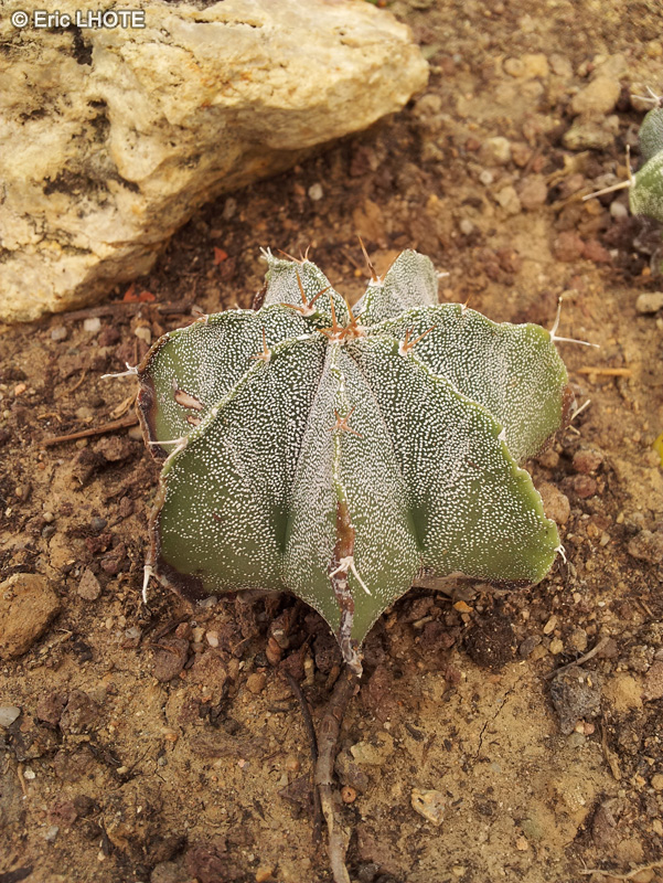  - Astrophytum ornatum - 