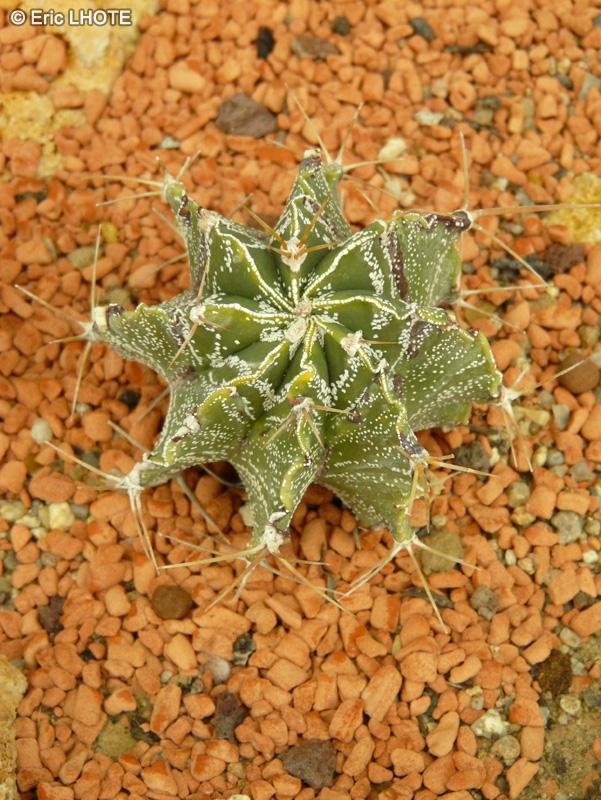  - Astrophytum ornatum - 