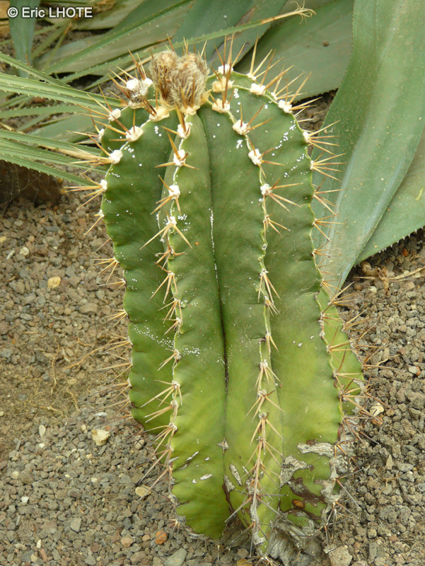 Cactaceae - Astrophytum ornatum - Astrophyte orn&eacute;e