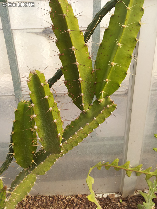 Cactaceae - Calymmanthium substerile - Calymmanthium