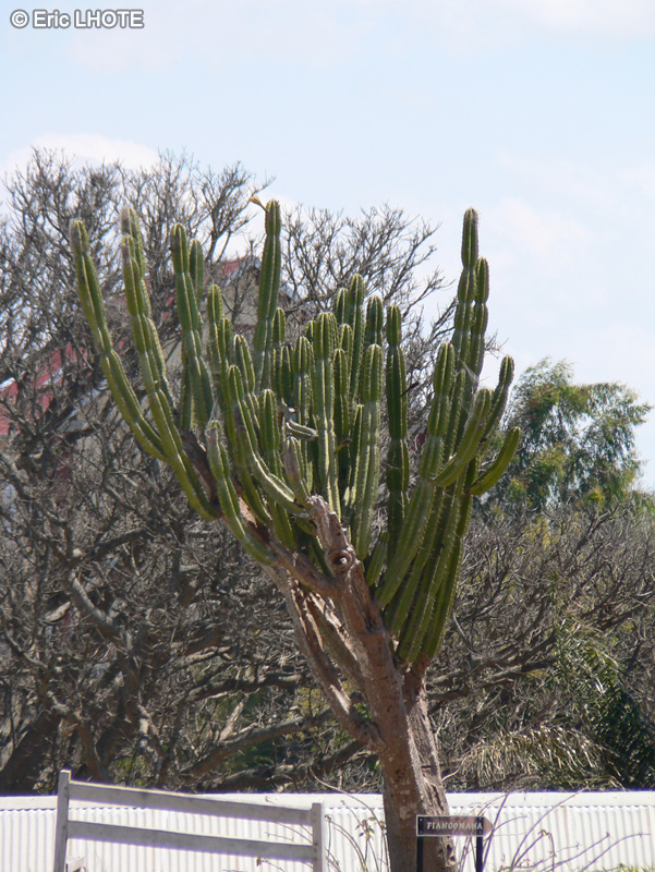  - Cereus peruvianus - 