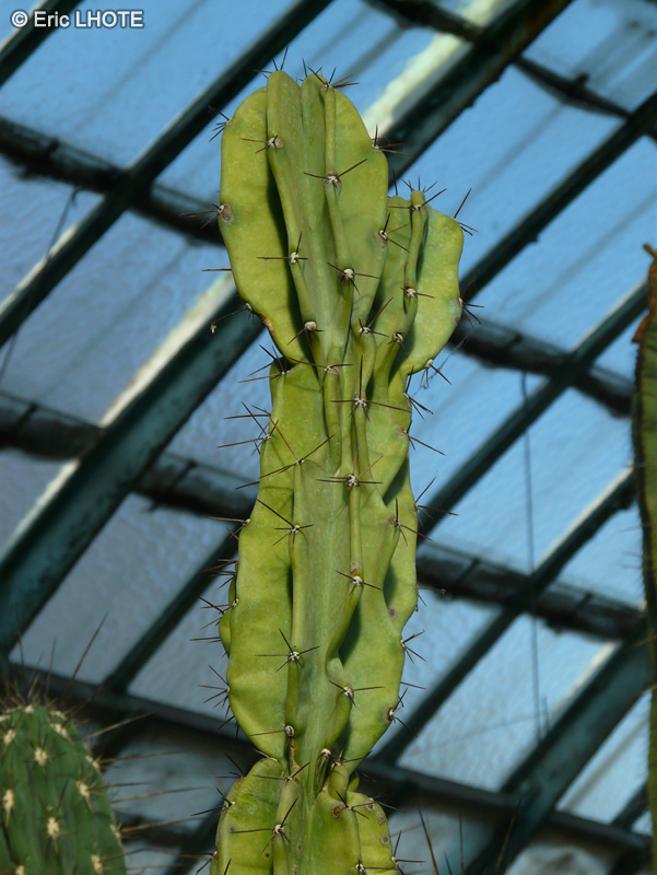  - Cereus uruguayanus - 