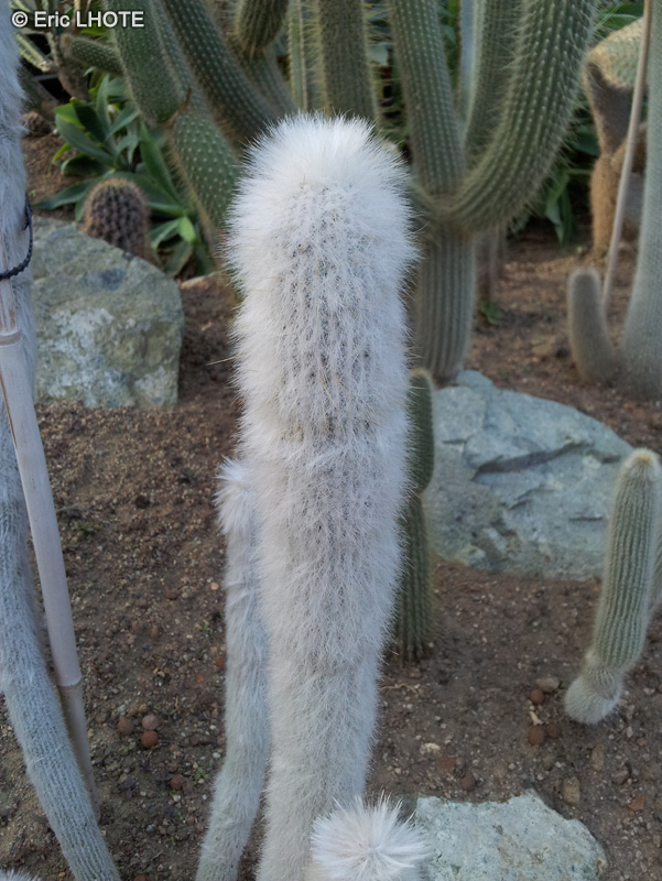 Cactaceae - Cleistocactus stausii - Silver torch, Wooly torch, Cleistocatus de Straus