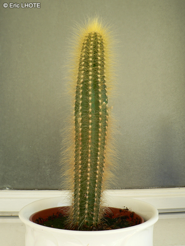 Cactaceae - Cleistocactus winteri - Cleistocactus