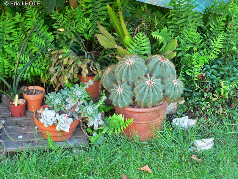 Cactaceae - Echinocactus grusonii - Coussin de belle mère