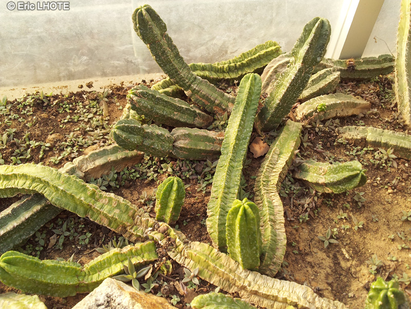  - Echinocereus viereckii ssp. morricalii - 
