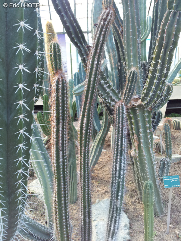 Cactaceae - Echinopsis purpureopilosa - Echinopsis