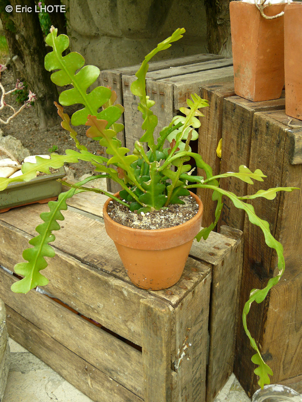 Cactaceae - Epiphyllum angulier - Epicactus