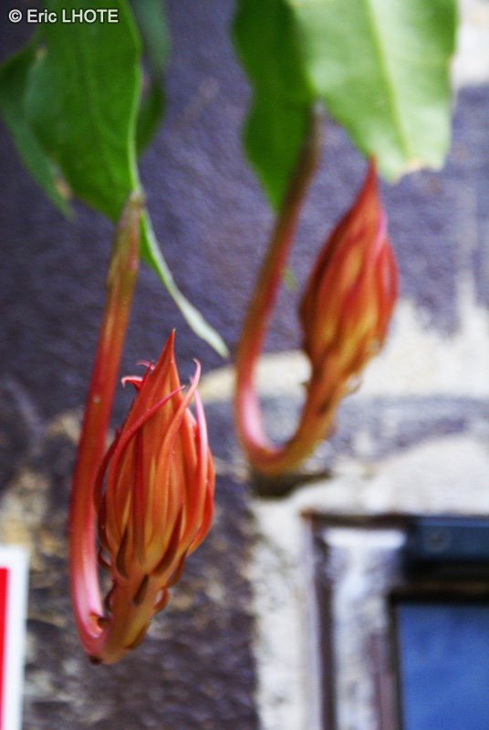  - Epiphyllum oxypetalum - 