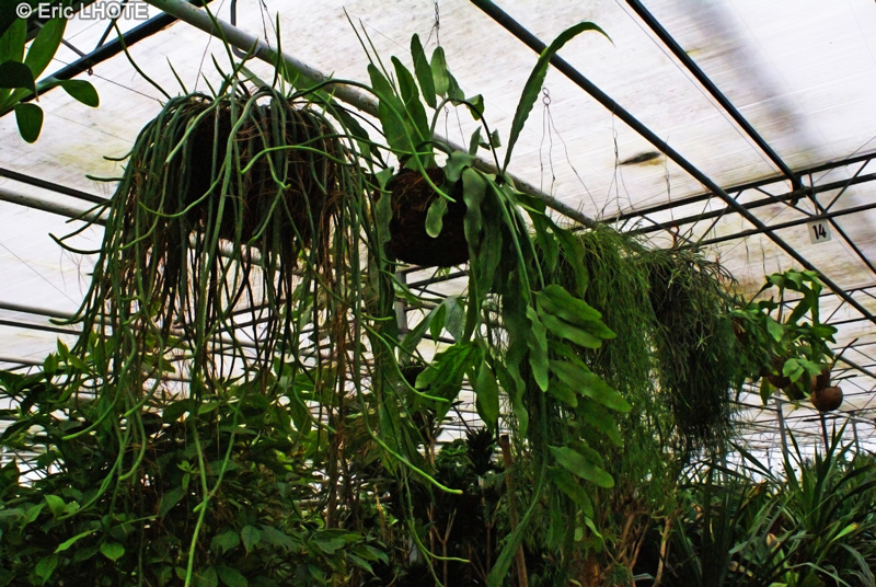  - Epiphyllum oxypetalum - 