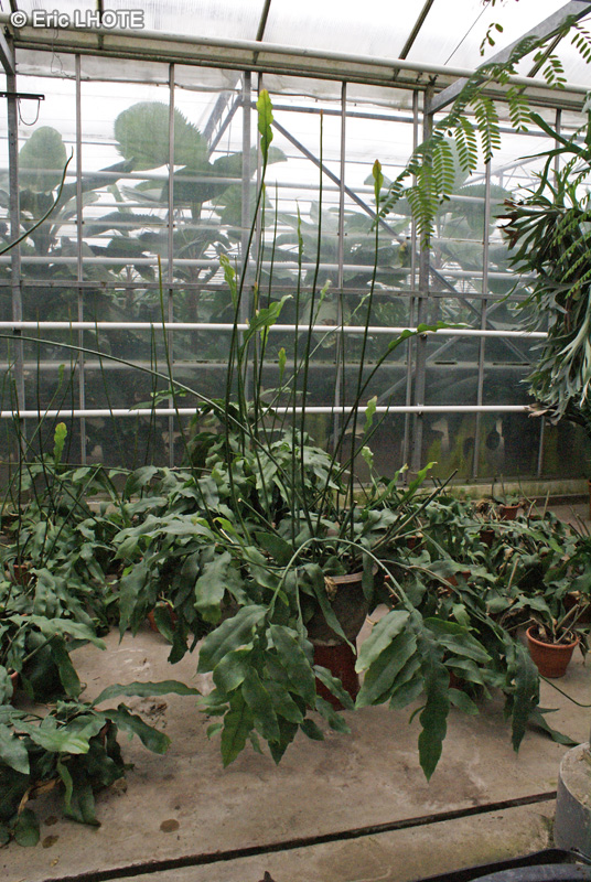  - Epiphyllum oxypetalum - 