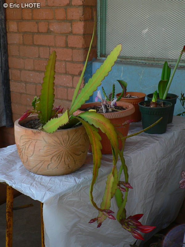  - Epiphyllum x Ackermannii - 