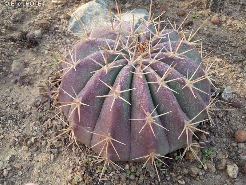  - Ferocactus alamosanus - 