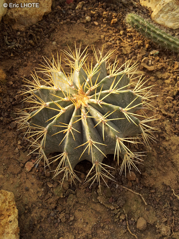 Cactaceae - Ferocactus emoryi var rectispinus - Ferocactus rectispinus