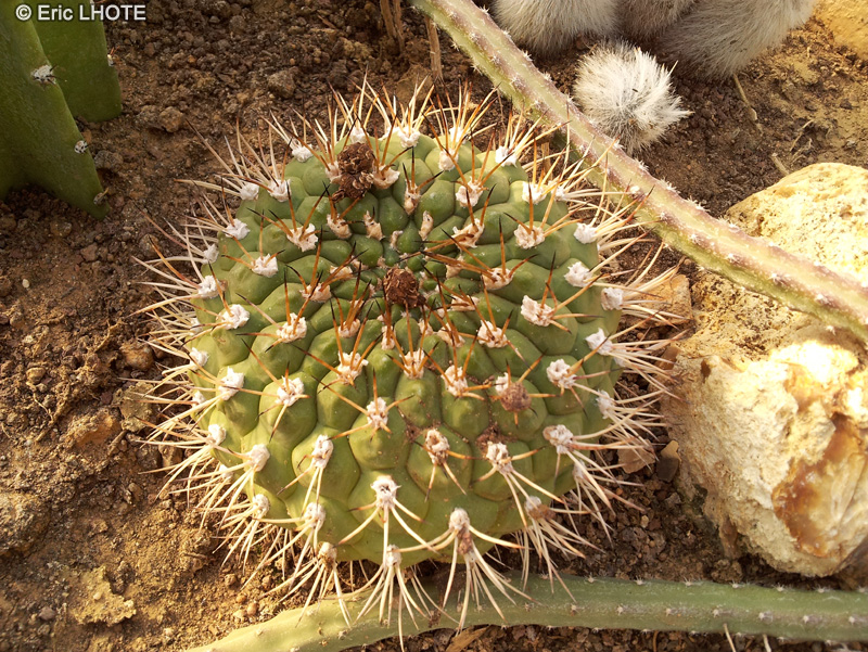 Cactaceae - Gymnocalycium achirasense - Gymnocalycium