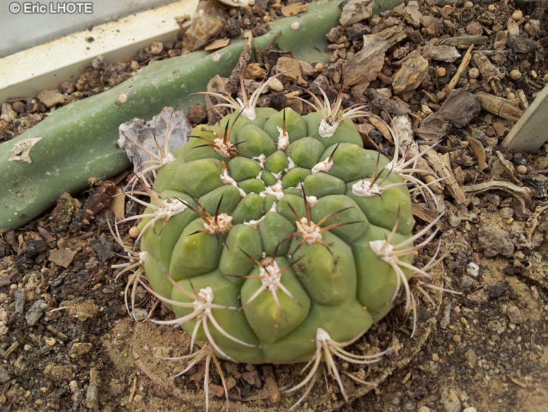 Cactaceae - Gymnocalycium horstii - Gymnocalycium