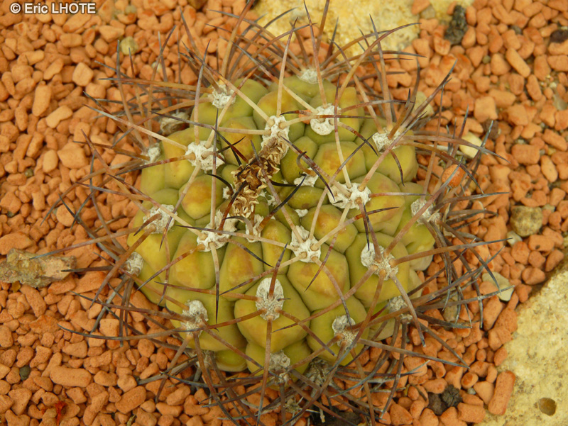Cactaceae - Gymnocalycium pflanzii - Gymnocalycium
