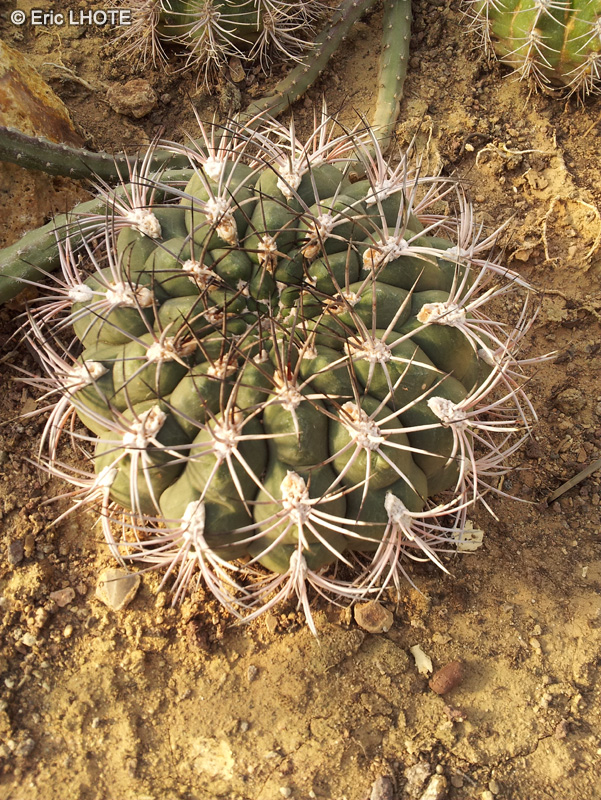 Cactaceae - Gymnocalycium saglionis - Gymnocalycium