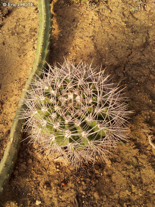 Cactaceae - Gymnocalycium valnicekianum - Gymnocalycium