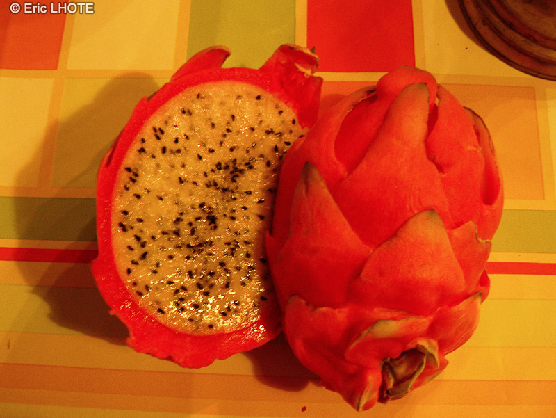 Cactaceae - Hylocereus undatus - Pitaya, Pitahaya