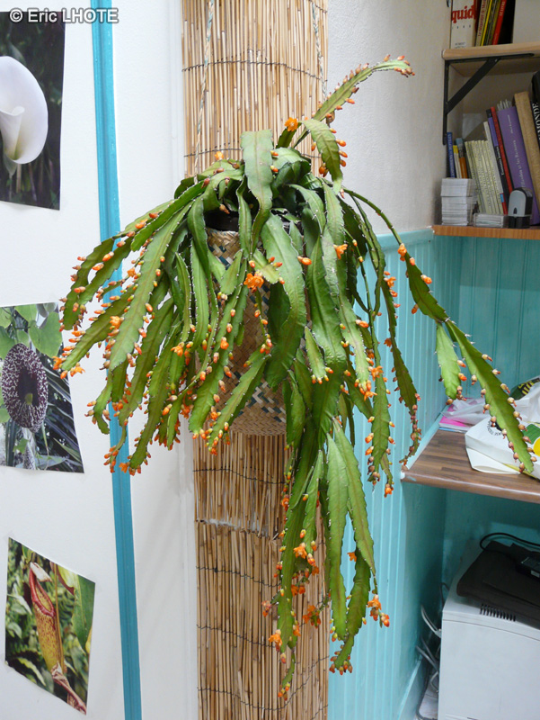  - Lepismium monacanthum, Rhipsalis monacantha - 