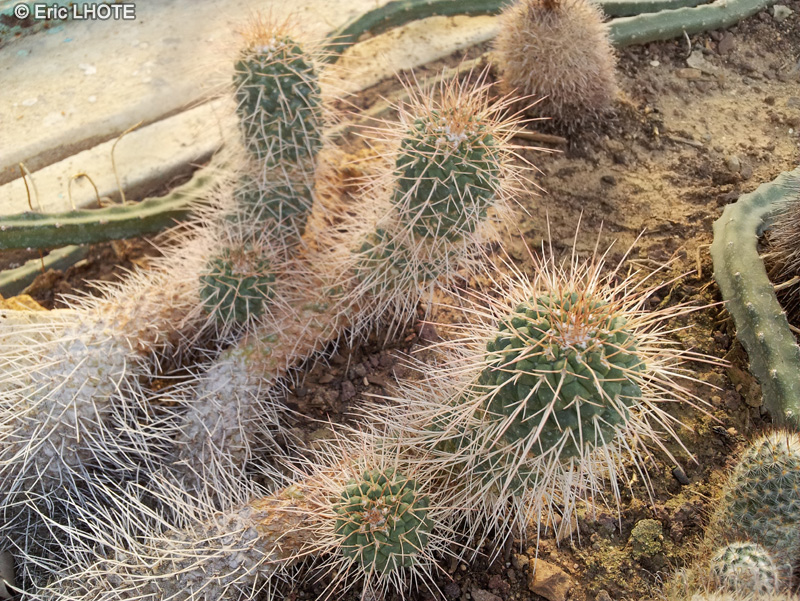  - Mammillaria bombycina - 
