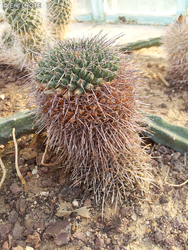 Cactaceae - Mammillaria gigantea - Mammillaire