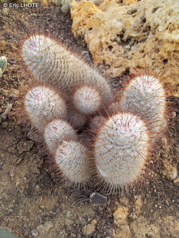 Cactaceae - Mammilaria lautii - Mammillaire