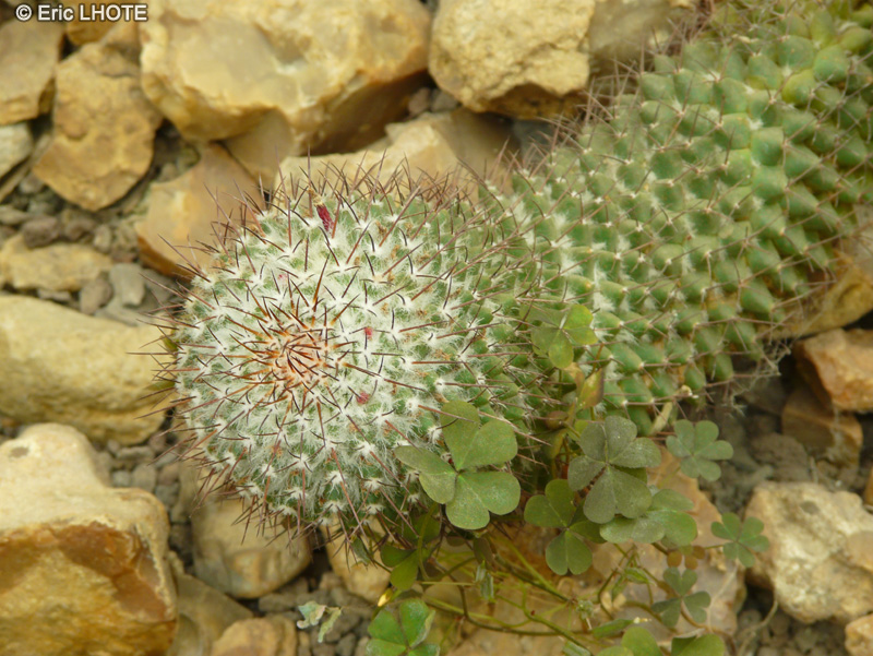 Cactaceae - Mammillaria polythele subsp. obconella - Mammillaire