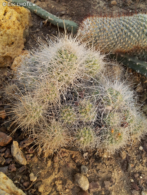 Cactaceae - Mammillaria setispina - Mammillaire