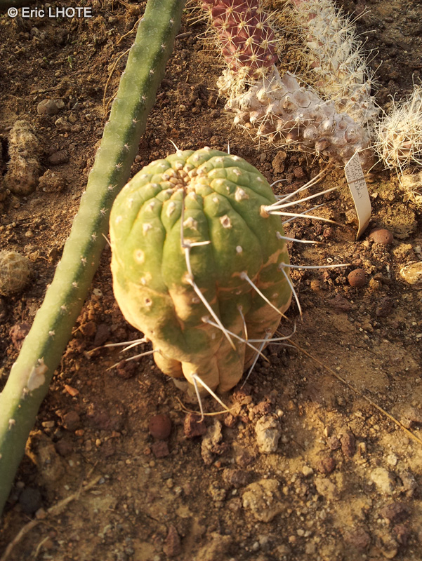  - Matucana madisoniorum - 